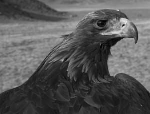 Hunting with Eagles Photos by Palani Mohan